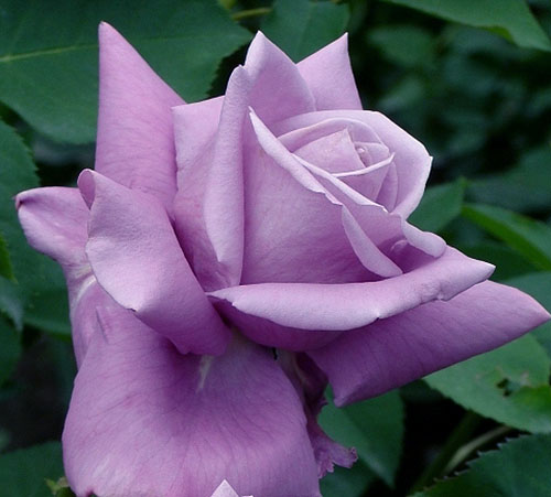 Lila rózsa, különösen a szín, fajta, fotó, videó