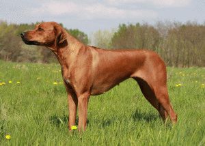 Ridgeback kutya megfelelő ellátást a kutyafajta Ridgeback és a kölykök