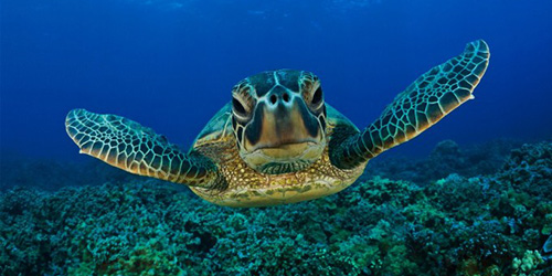 Turtle álom egy álom (álom, hogy a teknős) Álomértelmezés teknős egy álom