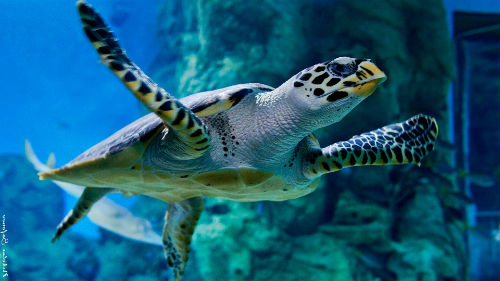 Álomértelmezés teknős álmot, amit egy álom a teknősbéka