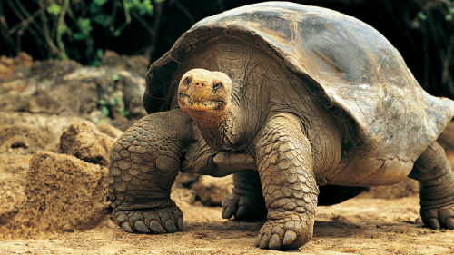 Álomértelmezés teknős álmot, amit egy álom a teknősbéka
