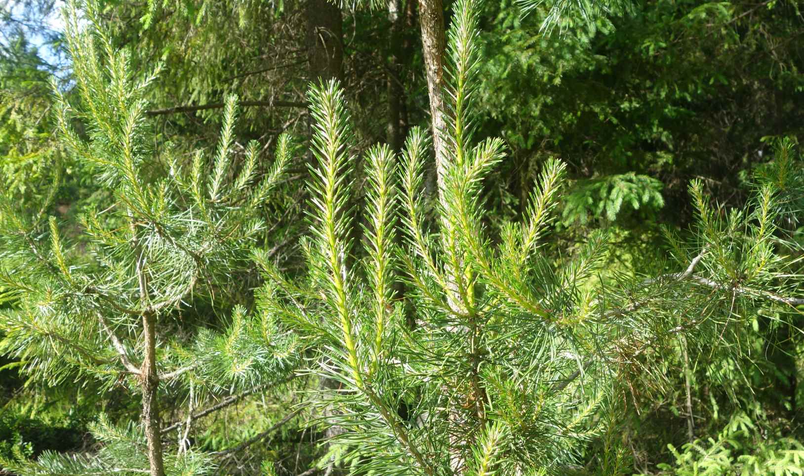 Pine és lucfenyő (puhafa) Luc és borovi