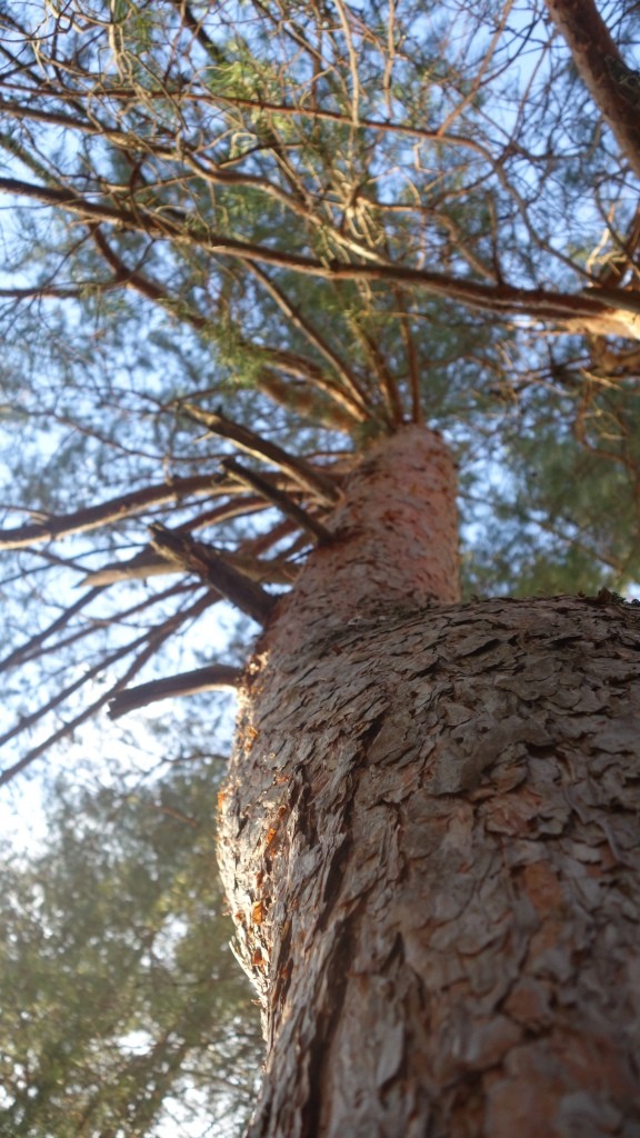 Pine és lucfenyő (luc) Luc és borovi