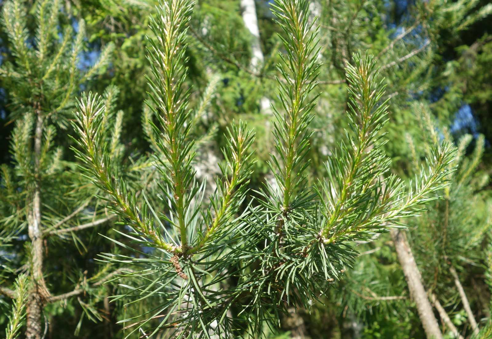 Pine és lucfenyő (luc) Luc és borovi