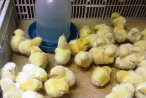 Indítótakarmány broiler előnyök (brojlercsirke) Indítótakarmány broiler előnyök