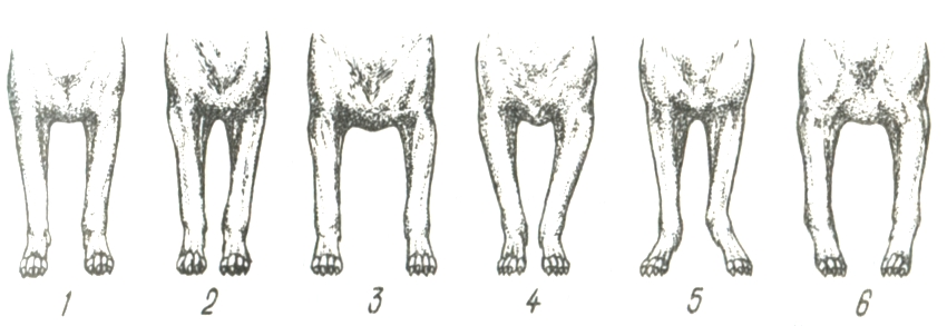 Miért kutyák mellső lábak, a fő faj fogalmát anatómia és élettan, irodai