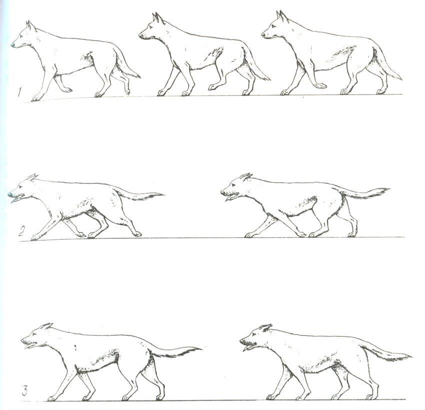 Miért kutyák mellső lábak, a fő faj fogalmát anatómia és élettan, irodai