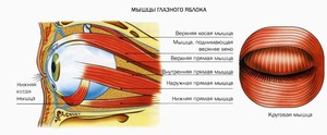 Egy cikket az anatómia az izmok a szemgolyó, a szem járulékos szervei működését és a szem betegségeinek