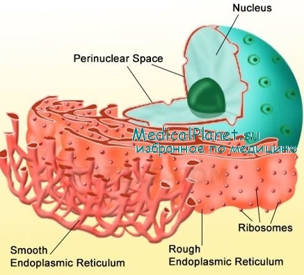 A szerkezet, funkcióit a szemcsés endoplazmás retikulum