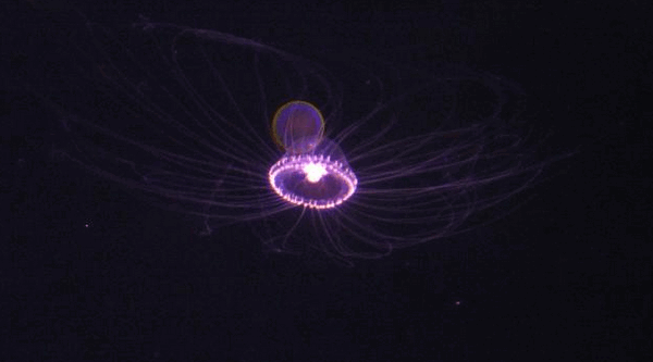 izzó medúza