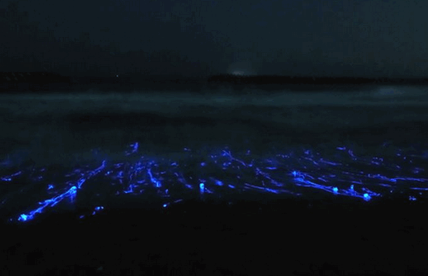 Ragyogó medúza (lumineszcens medúzák) izzó medúza