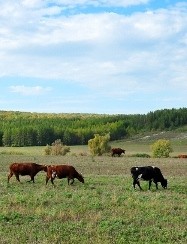 A vállalkozás a faluban kezdeni (falu) A vállalkozás a faluban kezdeni