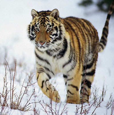 Szibériai tigris - egy leírást a szibériai tigris