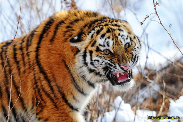 Szibériai tigris - egy leírást a szibériai tigris