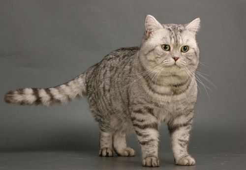 Tiger cirmos színű, vagy makréla (cirmos színű makréla) Makréla cirmos színű, vagy makréla