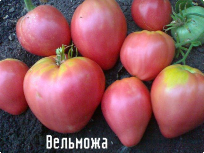 Paradicsom „grand” leírását és jellemzését fotó (paradicsom) Paradicsom „mágnás” leírása és jellemzői, fotók