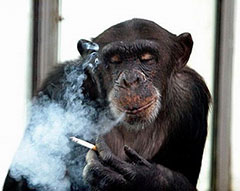 A tudósok bebizonyították, dohányzás károsan befolyásolja az egyén memória