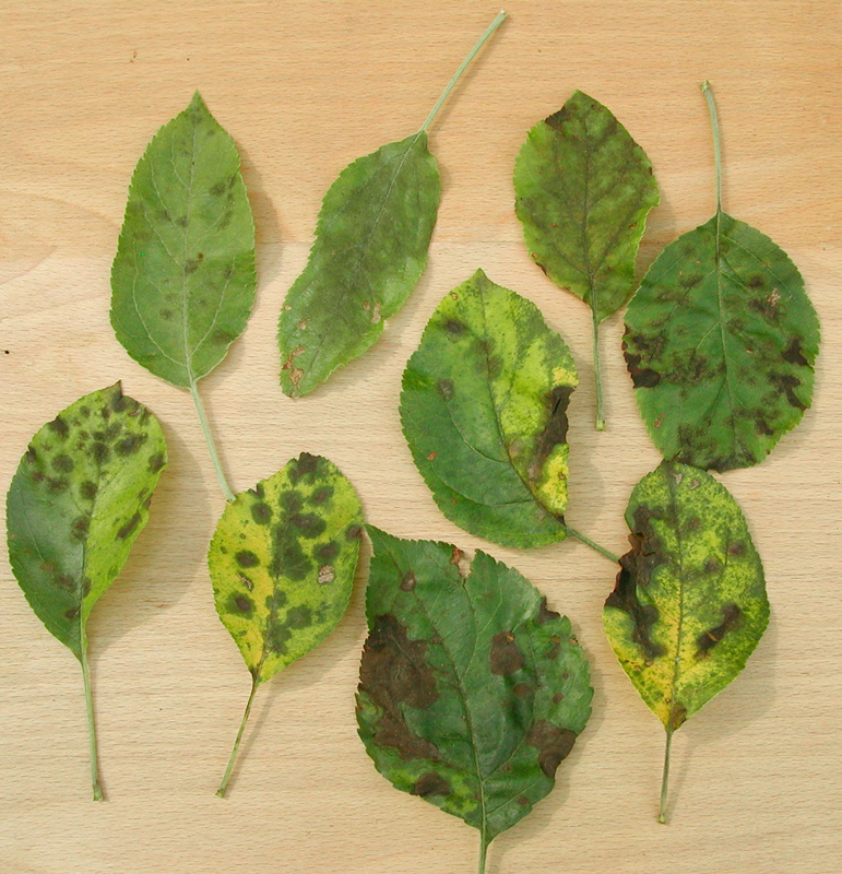 A makrancos „makacs” (kertészek tippeket) A makrancos „makacs”