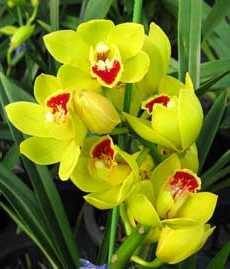 Gondozása orchideák, hogyan kell gondoskodni az otthoni virág otthoni szobanövények