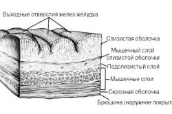 gyomor Uzi