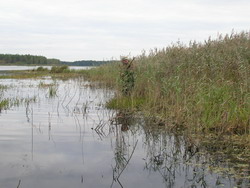 Ahogy megy a tavaszi vadászat () Ahogy megy a tavaszi vadászat