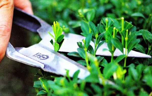 Tavaszi munkák az országban a legfontosabb munka a területen a tavaszi, álom ház (tavaszi munka saját nyaraló) Tavaszi munkák az országban a legfontosabb munka a területen a tavaszi, álom ház