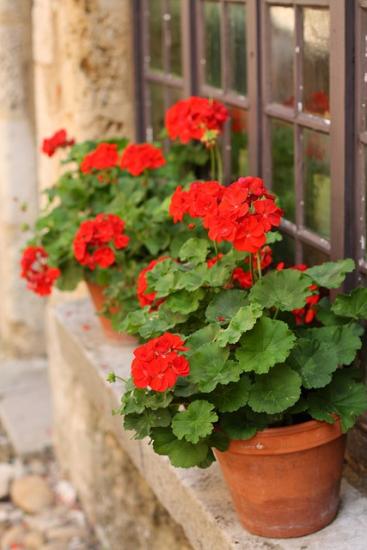 Termesztése és gondozása a királyi muskátli (Geranium) Termesztése és gondozása a királyi muskátli