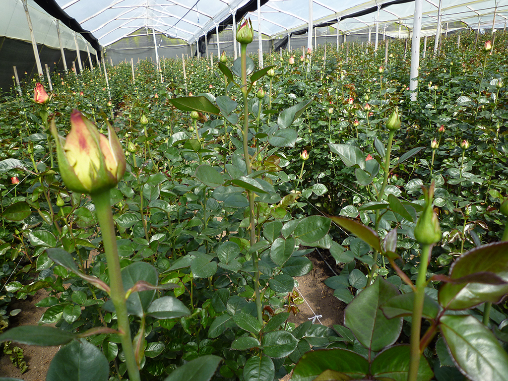 Rózsák termesztése vágni eladó