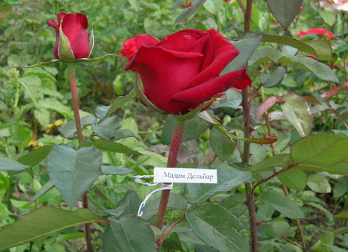 Rózsák termesztése vágni eladó