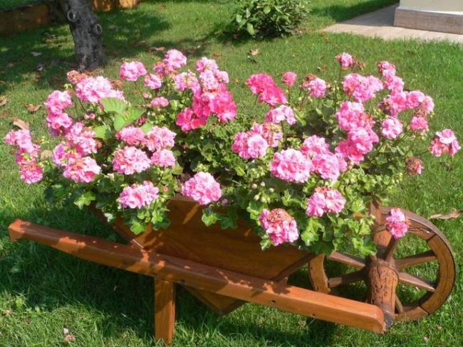 Növekvő kert muskátli (Pelargonium) leírását, fajok, évelő fajták, ültetés dátumok és szabályok