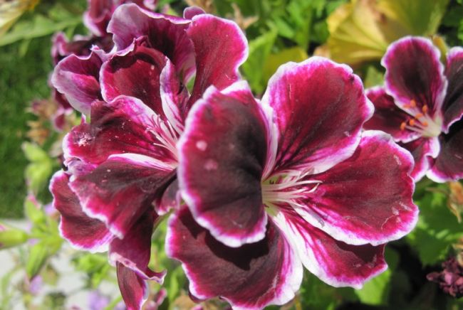 Növekvő kert muskátli (Pelargonium) leírását, fajok, évelő fajták, ültetés dátumok és szabályok