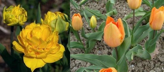 Növekvő tulipán ültetése és gondozása, virágos-blog