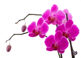 Növekvő vanília orchidea ház és gondozás