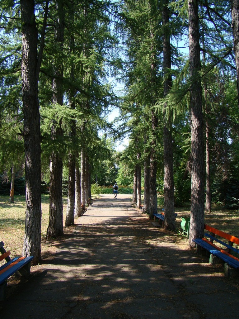 Növekvő tűlevelűek - fenyő vagy lucfenyő