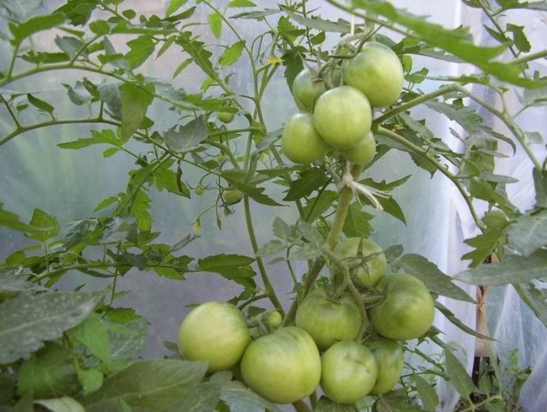 Paradicsom levélzeten történő alkalmazása műtrágya, kalcium, karbamid,, bórsav, palánták paradicsom (kalcium) Paradicsom levélzeten történő alkalmazása műtrágya, kalcium, karbamid,, bórsav, kelbimbó, paradicsom