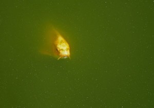 Alga az akváriumban - faj, fotó és azt, hogy foglalkoznak velük (az akvárium) Alga az akváriumban - faj, fotó és azt, hogy foglalkoznak velük