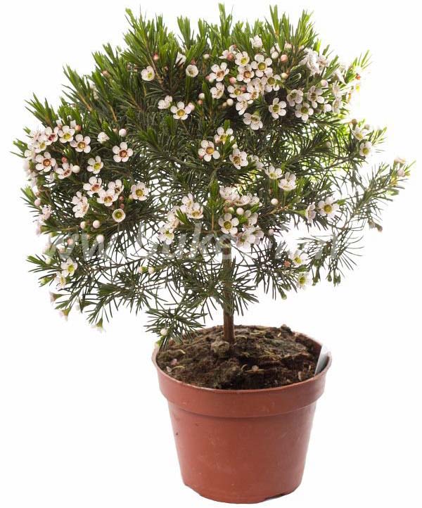 Hamelatsium vagy fa, virág gondozás és szaporodásuk az otthon, egy fotó egy virág