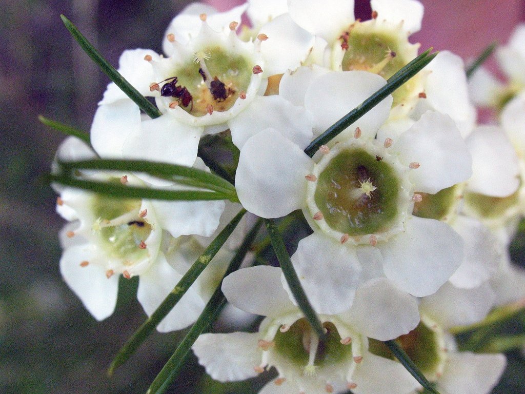 Hamelatsium leírás, fényképek és az otthoni gondozás a virágot