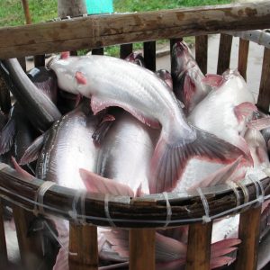 A kémiai összetétele Pangasius, előnyeit a használata „csatorna harcsa” a kár a gyenge minőségű (kémiai) A kémiai összetétele Pangasius, előnyeit a használata „csatorna harcsa” a kár a gyenge minőségű