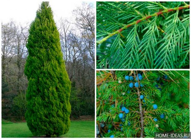 Tűlevelűek Gardens fényképei és nevei