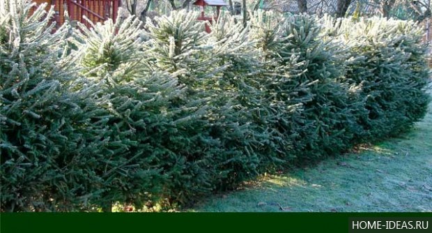 Tűlevelűek Gardens fényképe és neve (tűlevelű növények átlag) Tűlevelűek Gardens fényképei és nevei