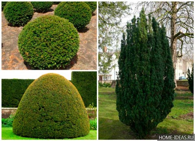 Tűlevelűek Gardens fényképei és nevei