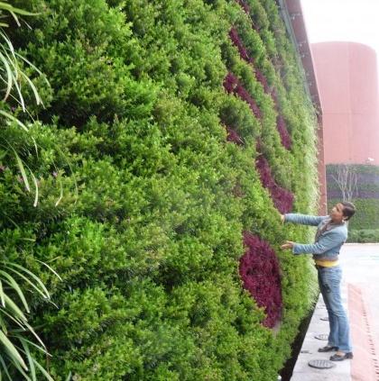 Zöld fal telepítés, öntözőrendszer, növények ültetése