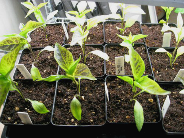 Sárga paprika egy üvegház -, hogy mit és hogyan kell menteni növény