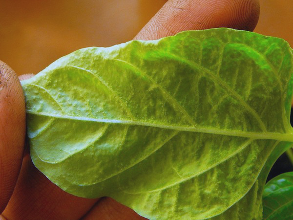 Sárga paprika egy üvegház -, hogy mit és hogyan kell menteni növény