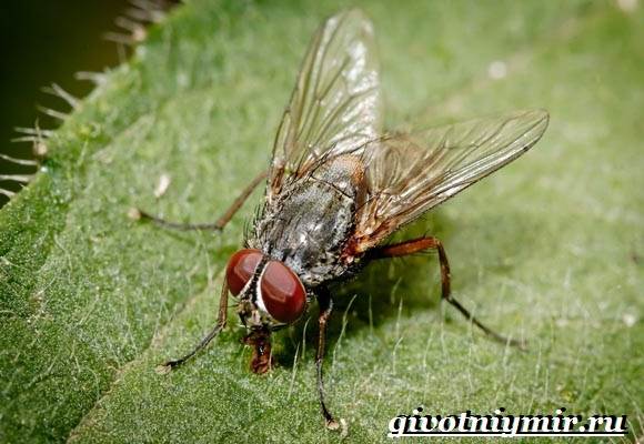 A stabil fly fly