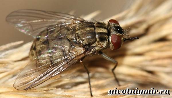 A stabil fly fly (stabil repülni. Életmód és stabil fly élőhely) A stabil fly fly