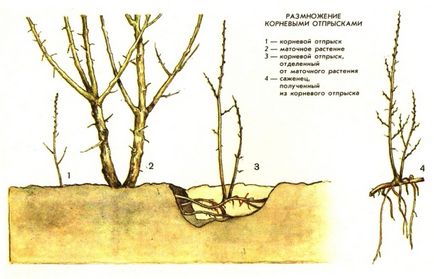 6 módjai tenyésztési homoktövis dugványok ősszel aljnövényzet és egyéb