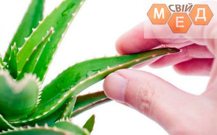 Aloe és méz gyógyító tulajdonságai és alkalmazásai (adjunk hozzá egy evőkanál) Aloe méz és terápiás tulajdonságai és alkalmazásai