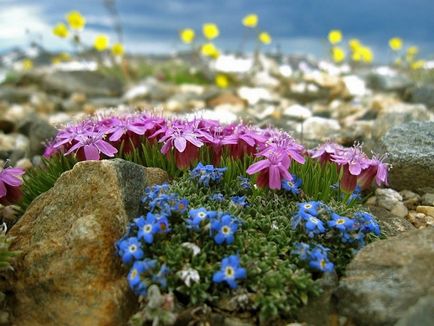 Alpine kert ültetési rendszeren saját kezűleg